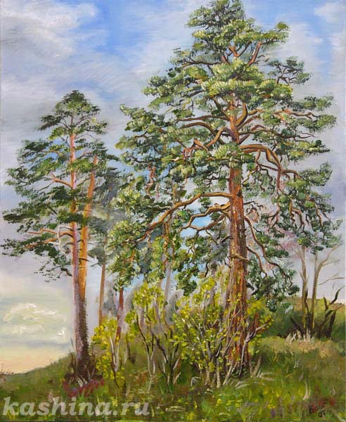 Stately Pines, Evgeniya Kashina